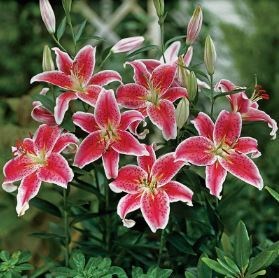 Obituary of Kersten Jessica Emery