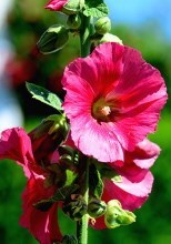 Obituary of Ann B. Whiting