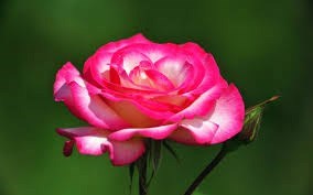 Obituary of Rosalie J Berkowitz