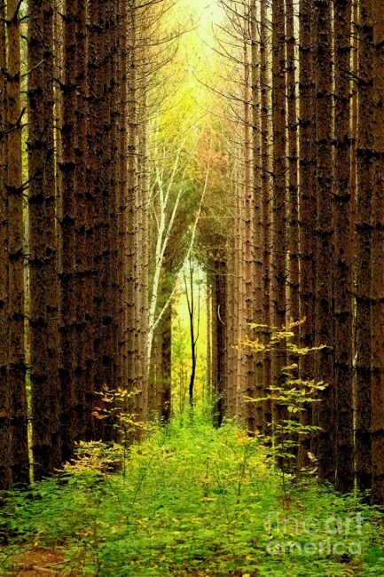 Obituary of Mary Jean Cox