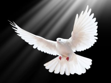 Obituary of James Terrell "Jim" Davis