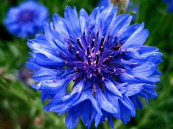 Obituary of Barbara Mortellaro