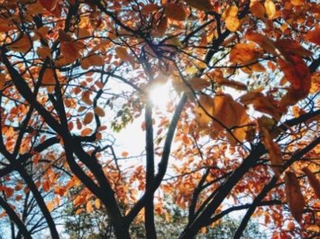 Obituary of Larry James Weber