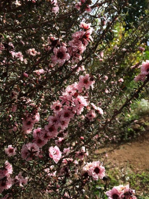 Obituary of Miyoko Yokoi Kitamura