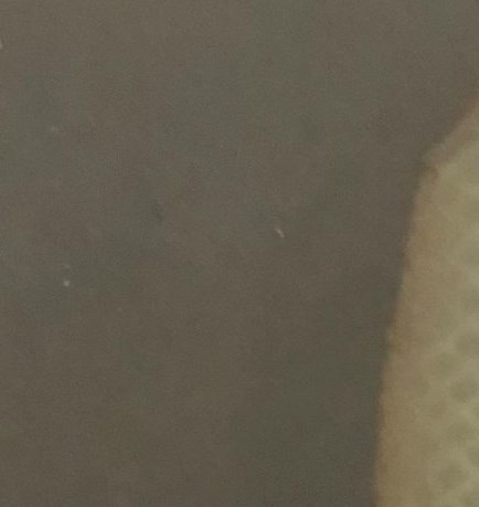 Barbara Williams Obituary Gotha, FL