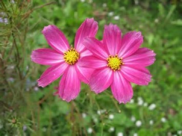 Obituary of June Alberta McKain