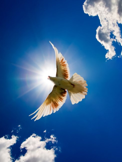 Obituary of Alicia Antonia Chen Barrett