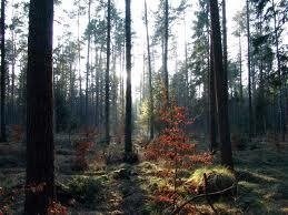 Obituary of Richard Henry Reid