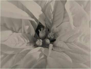 Obituary of Holiday Remembrance Service