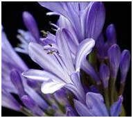 Obituary of Patricia Sue Will Anderson