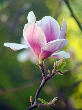 Obituary of Yun Chen Yin