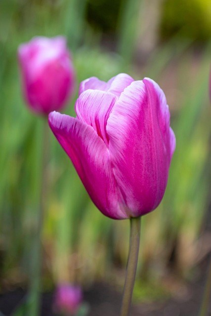 Obituary of Darlene Ann Botteron