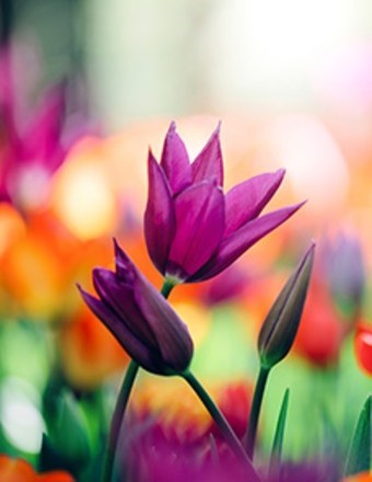 Obituary of Ann B Poole