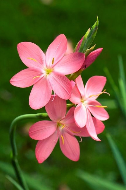 Obituary of Joan Kathryn Feltzman