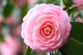 Obituary of Catherine Bonetpels