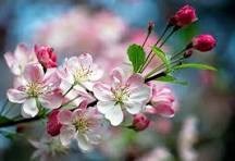 Obituary of Harriet Henderson