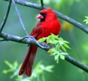 Obituario de Marie Cerny