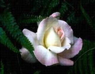 Obituary of Elizabeth D. McNeill Veno-Gorman