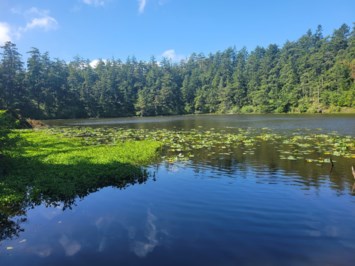 Obituary of Dong Pil Lee