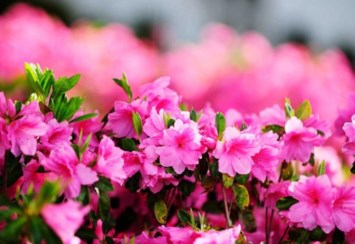 Obituary of Mary M. McComb