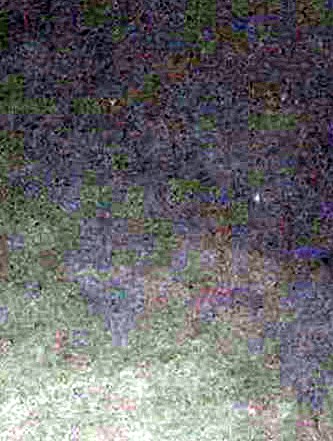 Linda Raulerson Obituary - Tampa, FL