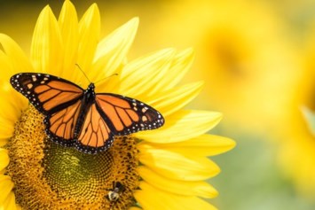 Obituary of Kathleen Louise Perch