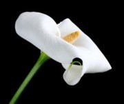 Obituary of Catherine Cameron