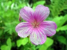 Obituary of Shirley June Nelson