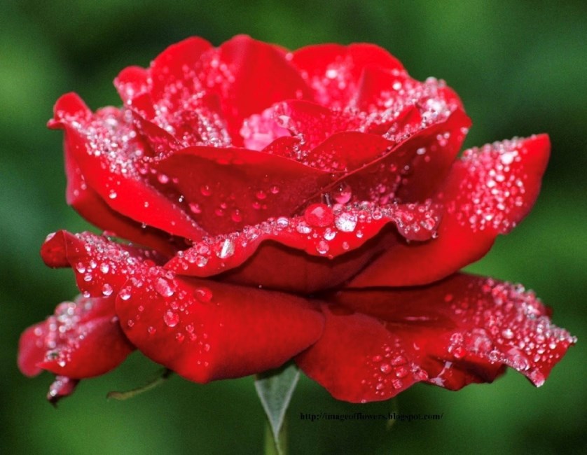 Obituario de Rose Marie Fortin