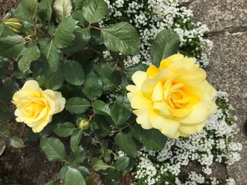 Obituary of Stephen Anthony Smith