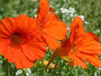 Obituary of Francis David Hale