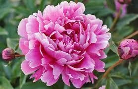 Obituary of Patricia B. Carroll