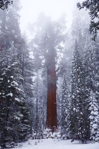 Obituary of Alan Ingram Priest