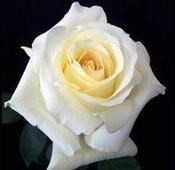 Obituary of Patricia A. McCoy