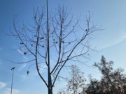 Obituary of Elias Nolasco Ibarra