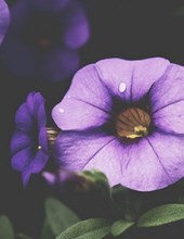 Obituary of Janet May Ward