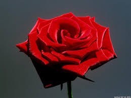 Rose Lannig Obituary Syosset Ny