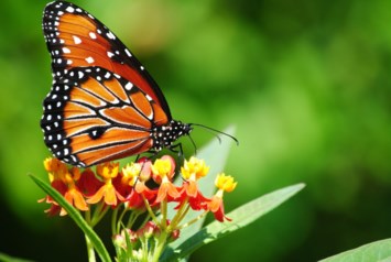 Obituary of Evelyn Maria Montejo