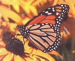 Obituary of Linda Joy Talley