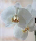 Obituary of Arthur Julius Dunn