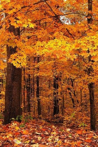 Obituary of Theodore P Hernandez