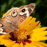 Obituary of Bill Joe Cagle