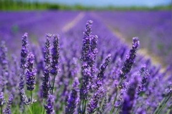 Obituary of Refugio Martinez Ruiz