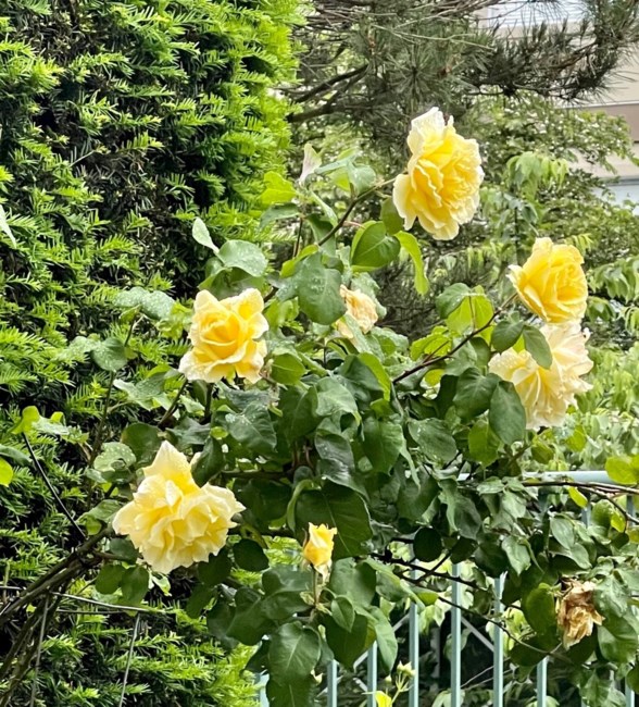 Obituary of Roberta Ruth Howie