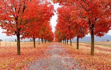 Obituary of Brenda K. Stofferahn