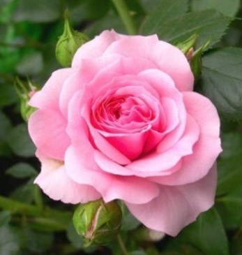 Obituario de Jenny Spence Peden