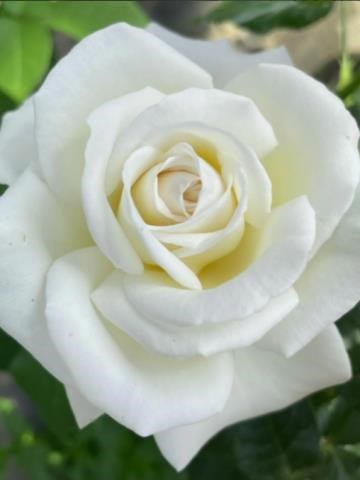 Obituary of Theresa Elizabeth Barrios