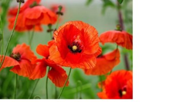 Obituary of Wenceslao Valenzuela Andrade