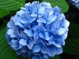 Obituary of Mrs. Mary Nell Anderson Nettles