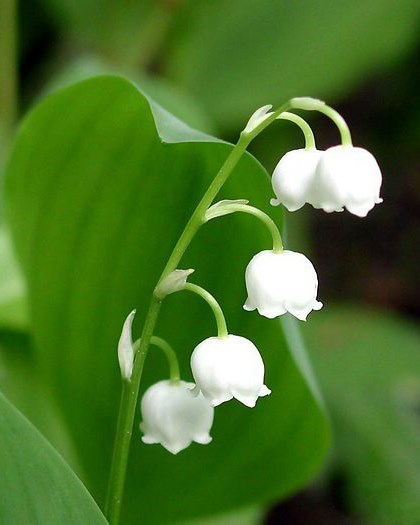 Obituary of Margaret "Irene" VAN HORNE